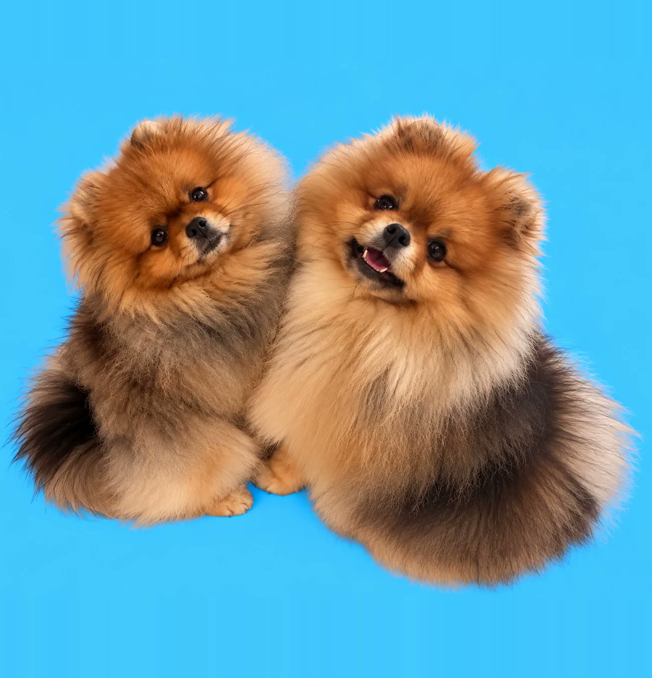Mocha and Mochi sitting side by side on a sky blue background, heads tilted at the camera