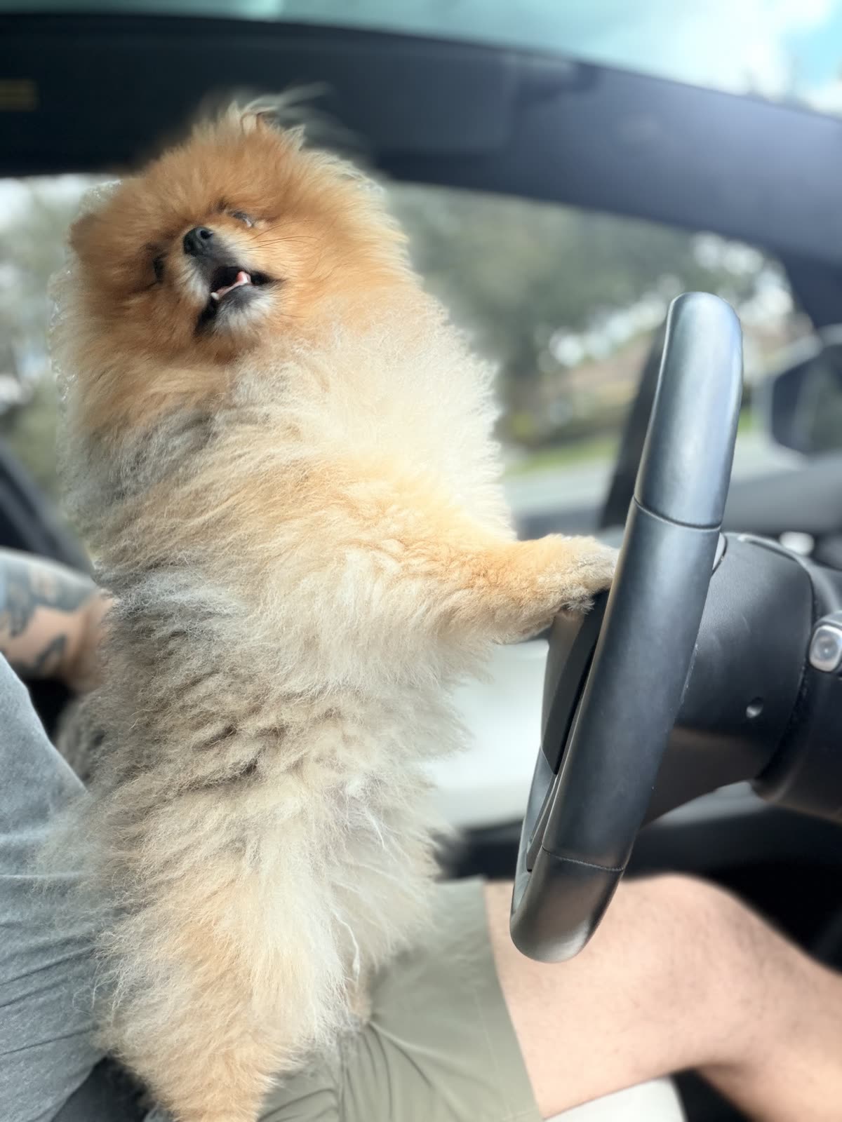 Mocha with his paws on the steering wheel of a car