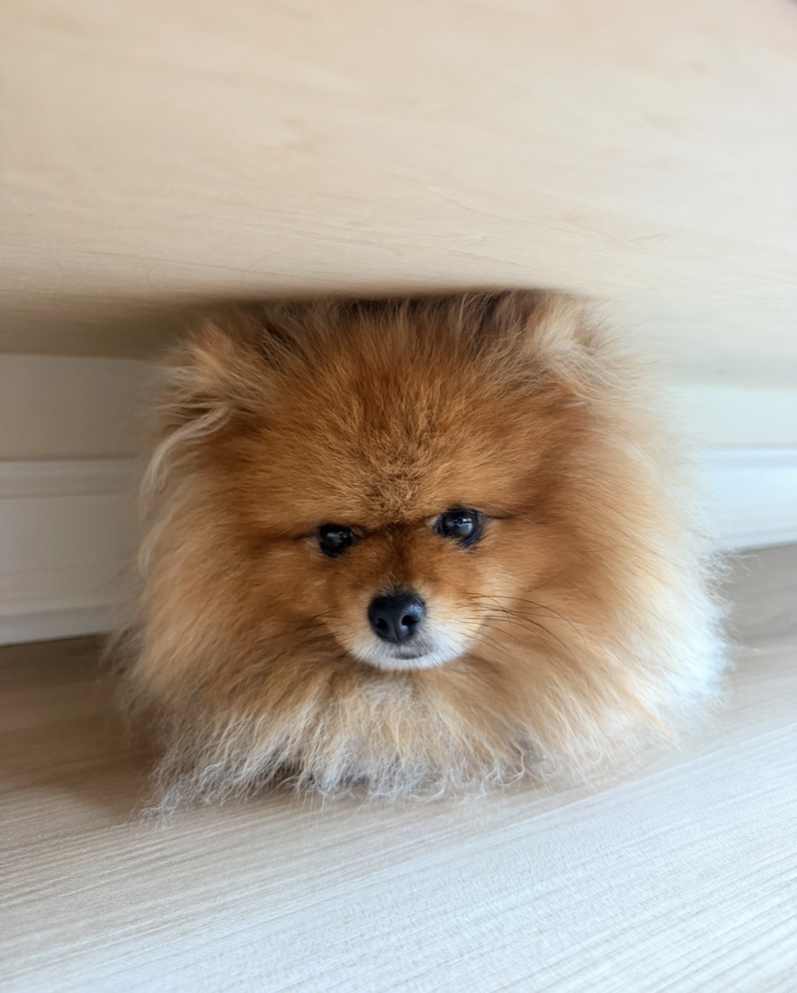 Mocha the Pomeranian