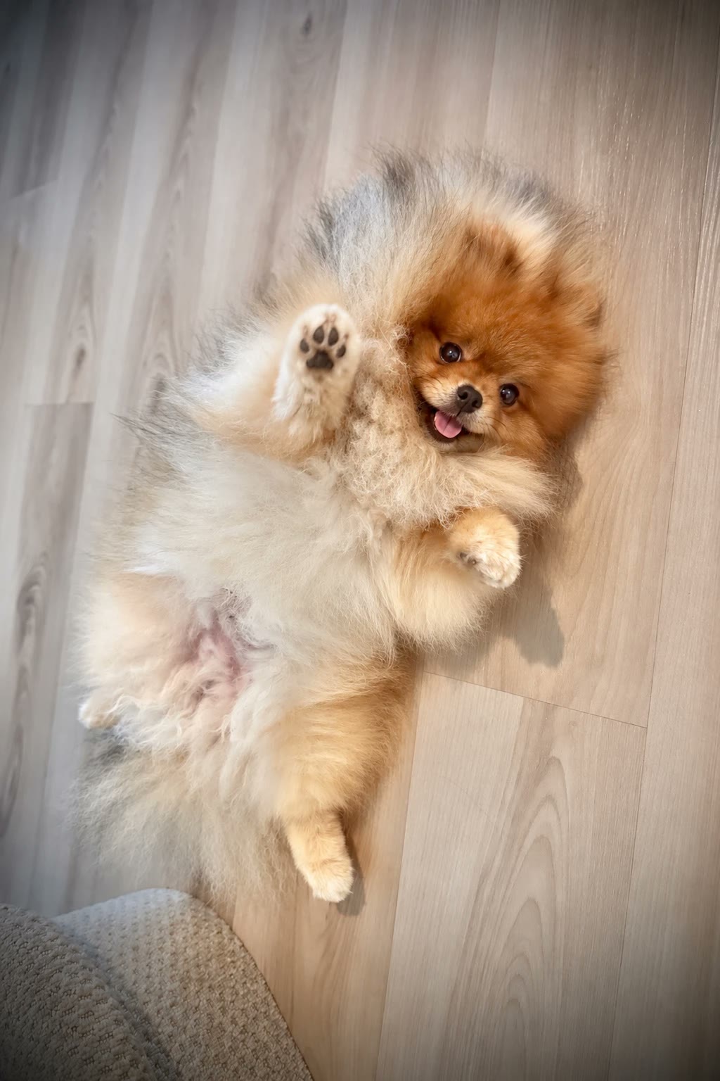 Mochi lying on his back and waving a paw